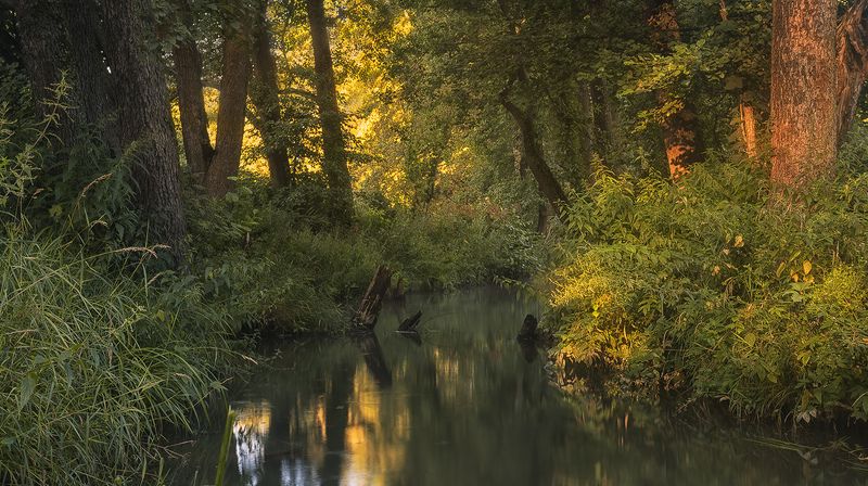 Лесная гармонияphoto preview