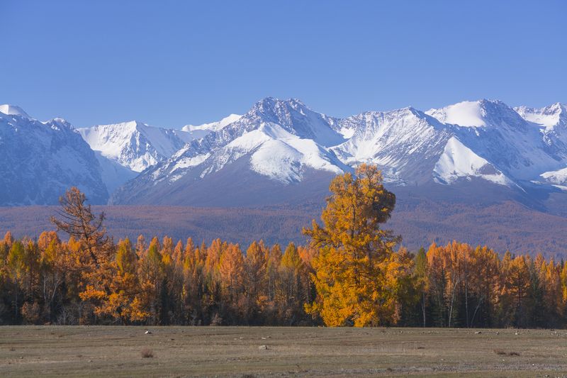 россия, горный алтай, лиственницы, горы, осень На фоне горphoto preview