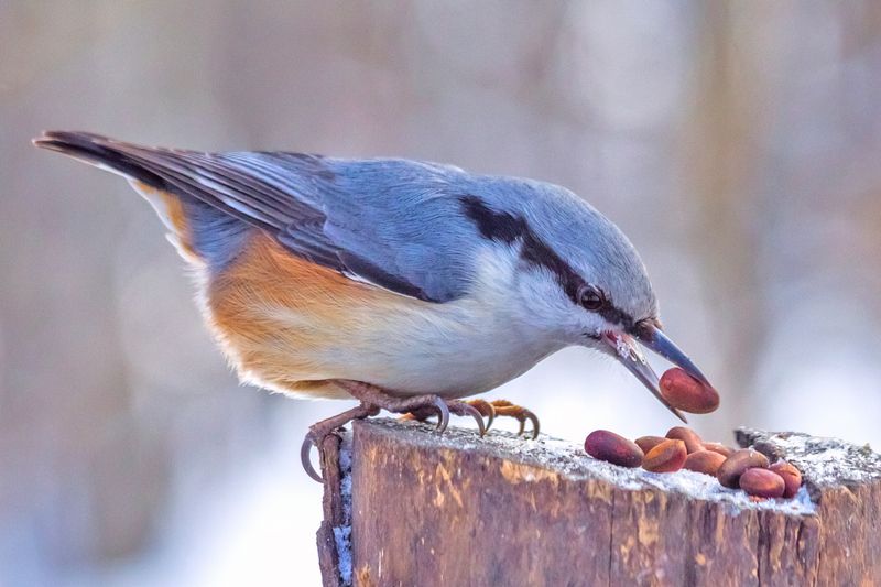 Пока белка не видит.photo preview