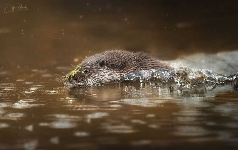 выдра, otter, беларусь, фотоохота, хищник, порешня, lutra lutra Речной метеорphoto preview