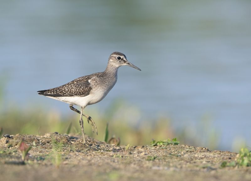 птицы,природа, лето Фифиphoto preview