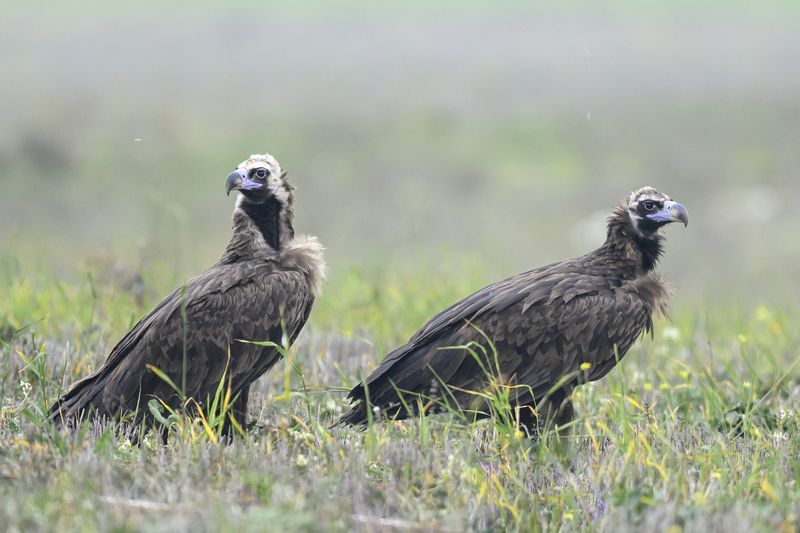 Черные грифы, Дагестанphoto preview