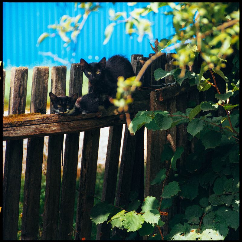 пейзаж, репортаж, кот, котята, лето, отдых Бандитос!!!!photo preview