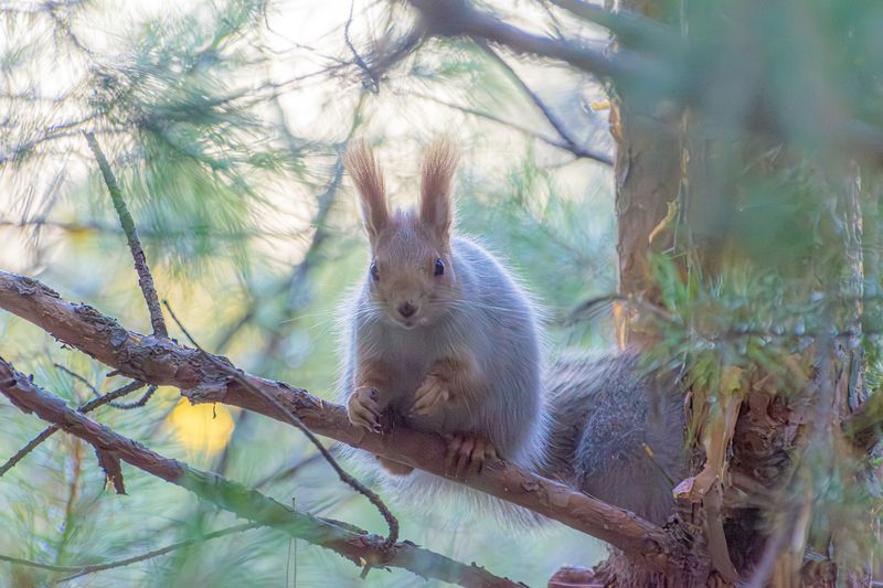 белка Белочкаphoto preview