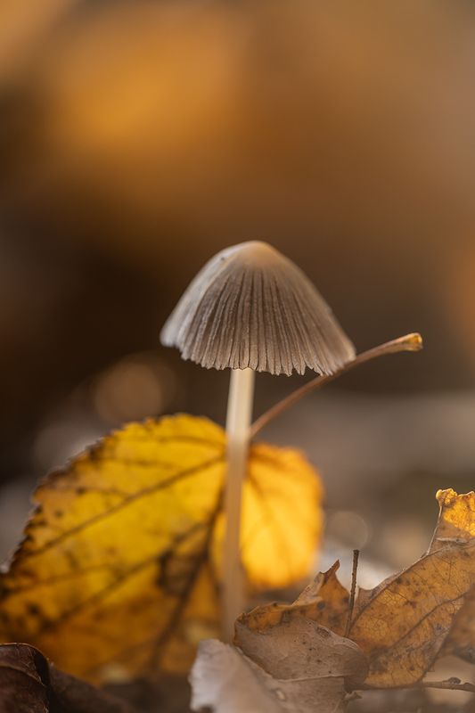 Осенний грибокphoto preview