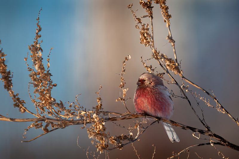 урагус, птица, утро урагус фото превью