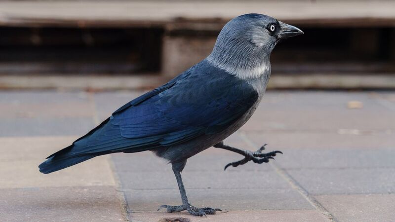 Галкаphoto preview