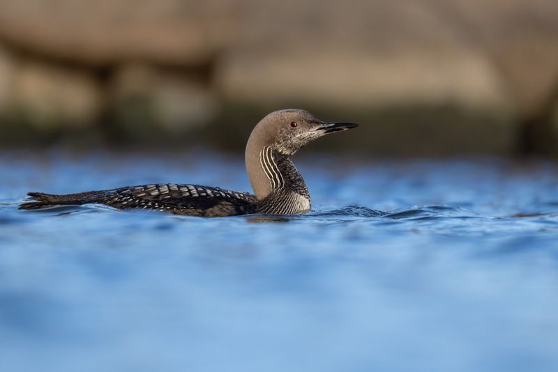 чернозобая гагара, гагара, птицы Чернозобая гагараphoto preview