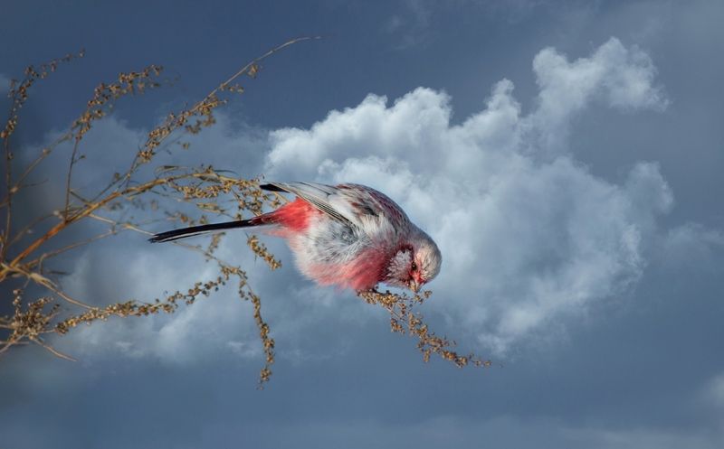 урагус По зернышку.photo preview