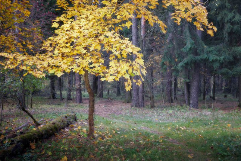 лес, деревья, листва, осень В осеннем лесу фото превью