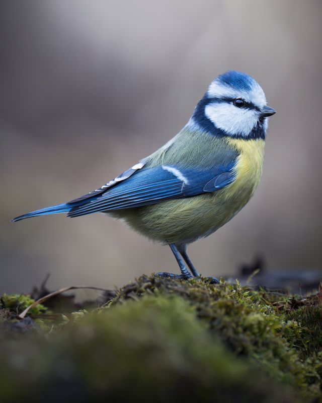 Обыкновенная лазоревка (Cyanistes caeruleus) photo preview