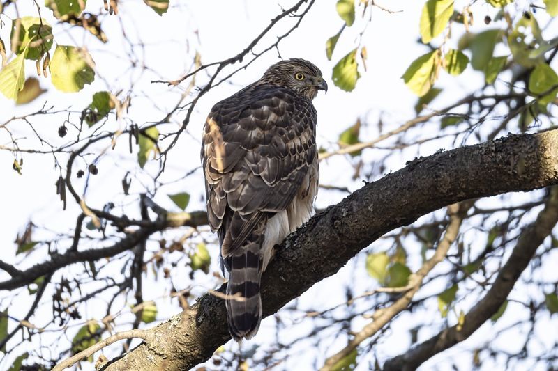 ястреб тетеревятник, ястреб, тетеревятник, птицы, ястреб-тетеревятник, хищники, хищная птица. hawk, birds, goshawk Ястреб-тетеревятникphoto preview