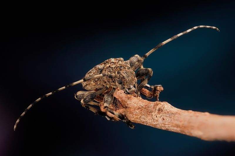 #макросъёмка #макромир #макрофото #макросъемканасекомых #макро_насекомые #мирнасекомых #насекомые #жуки #бабочки #энтомология #природа #фауна #красотаприроды #фото_насекомых #фотоприроды #природавокруг #увеличение #ультрамакро #интересныенасекомые #подпри Троллейбус)photo preview