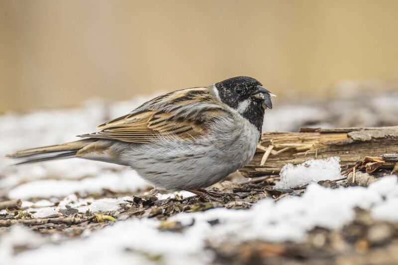 камышовая овсянка, тростниковая овсянка, камышник, овсянка, птицы Камышовая овсянкаphoto preview