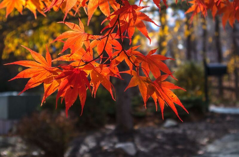 природа,осень,пейзаж,деревья,отражения,листья,клён,красный,ноябрь, Прощание с осенью...photo preview