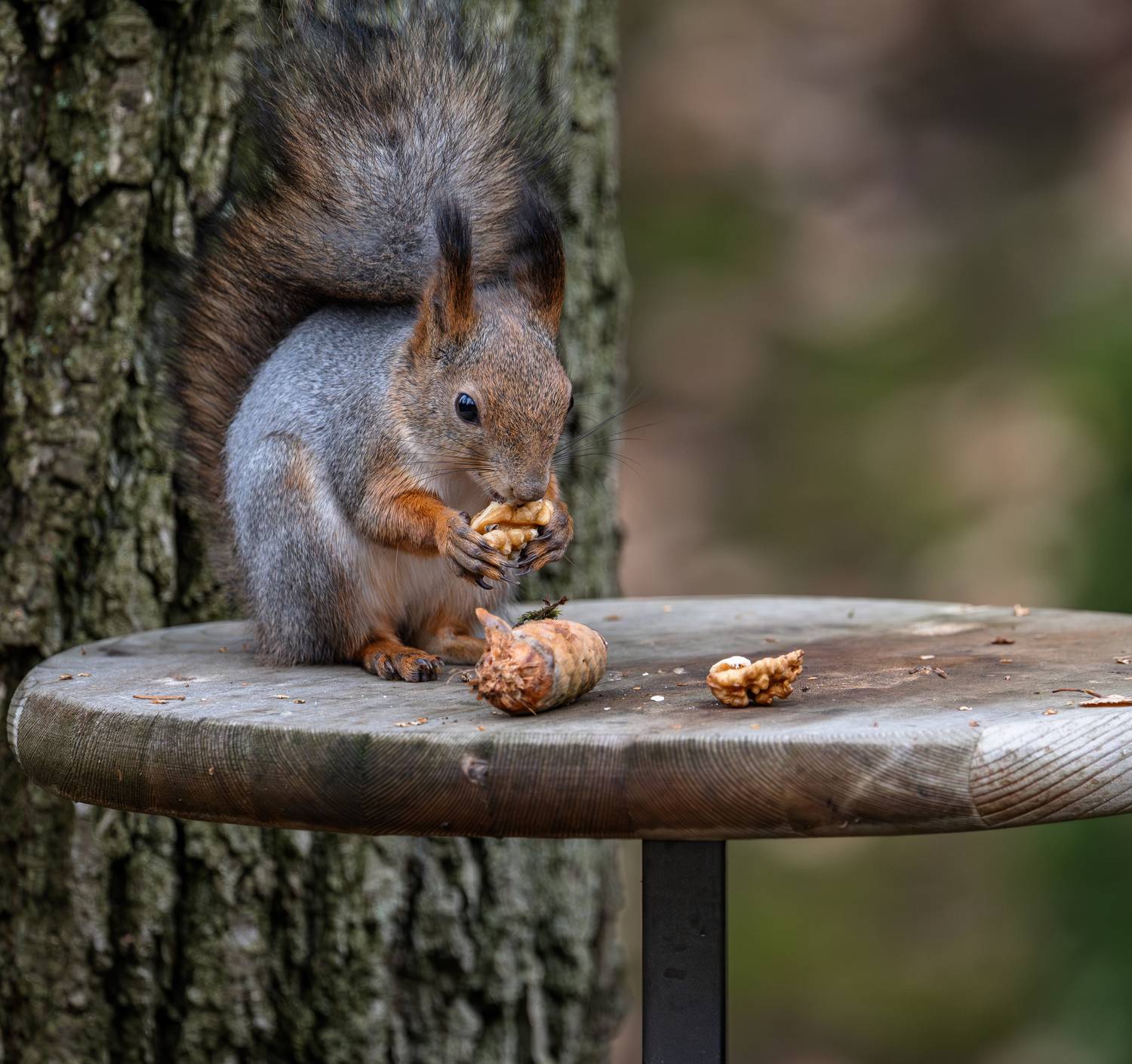 , Курлянцев Алексей