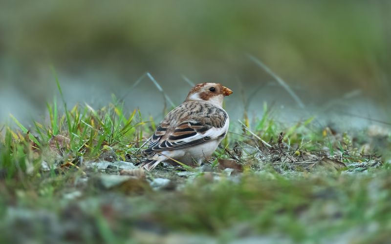 пуночка, snow bunting, Plectrophenax nivalis, птица, дикая природа, bird, wild bird, птицы России, birdwatching, nature, wildlife photography, close-up bird Пуночка / Snow Bunting / Plectrophenax nivalisphoto preview