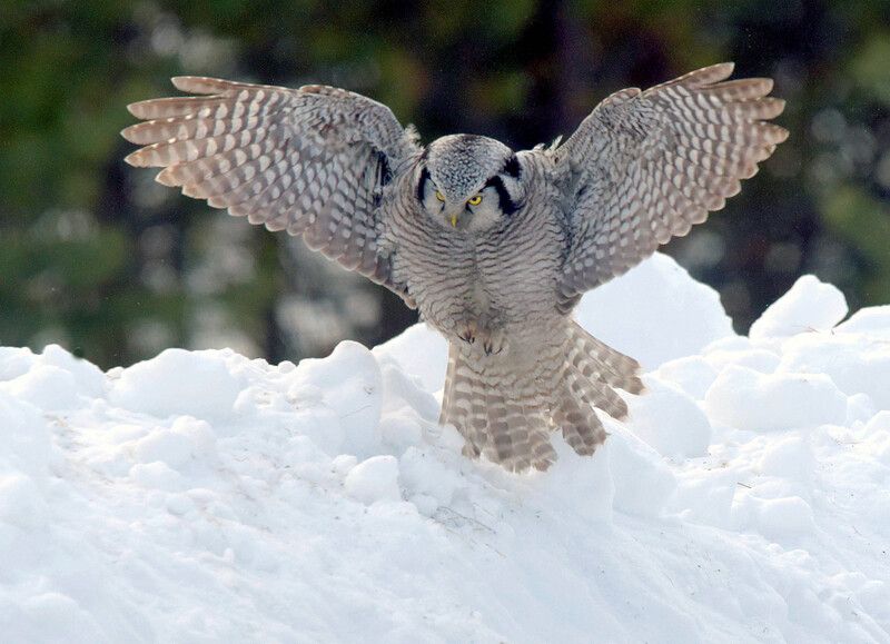 Не вижу, но слышу!photo preview