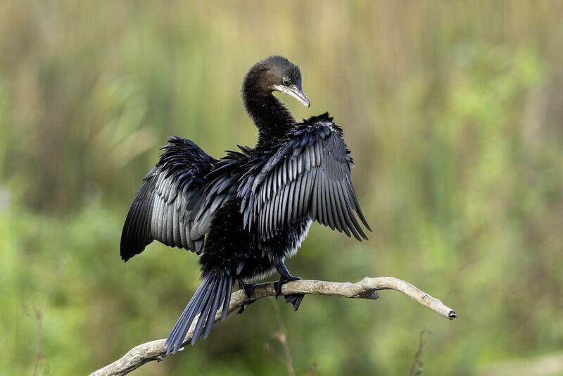 Карликовый баклан.photo preview