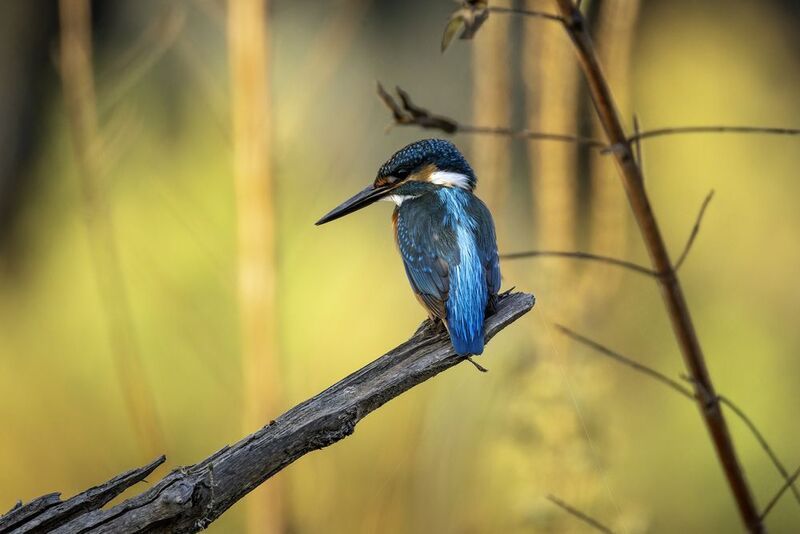 Зимородок обыкновенный.photo preview