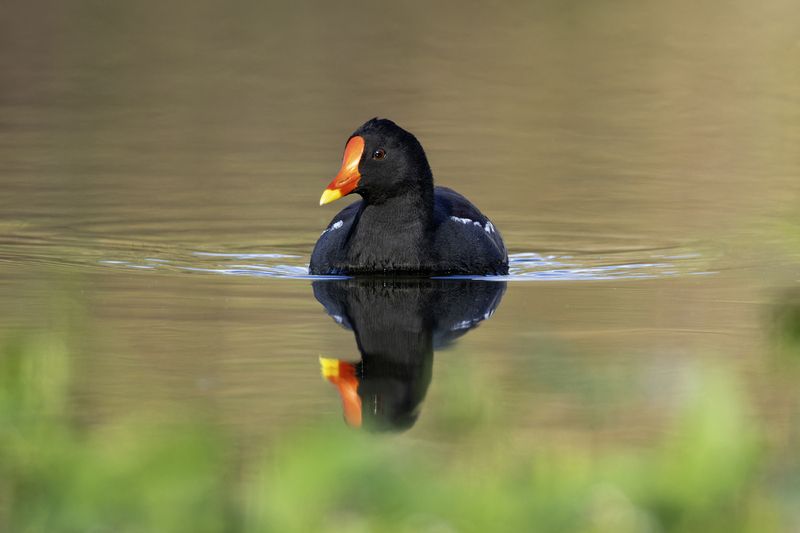 Камышница.photo preview