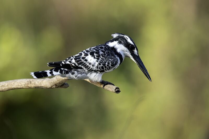 Малый пегий зимородок.photo preview