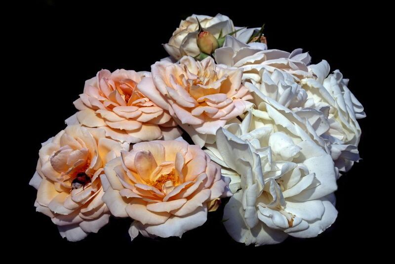 розы 15 июля в Коломенскомphoto preview