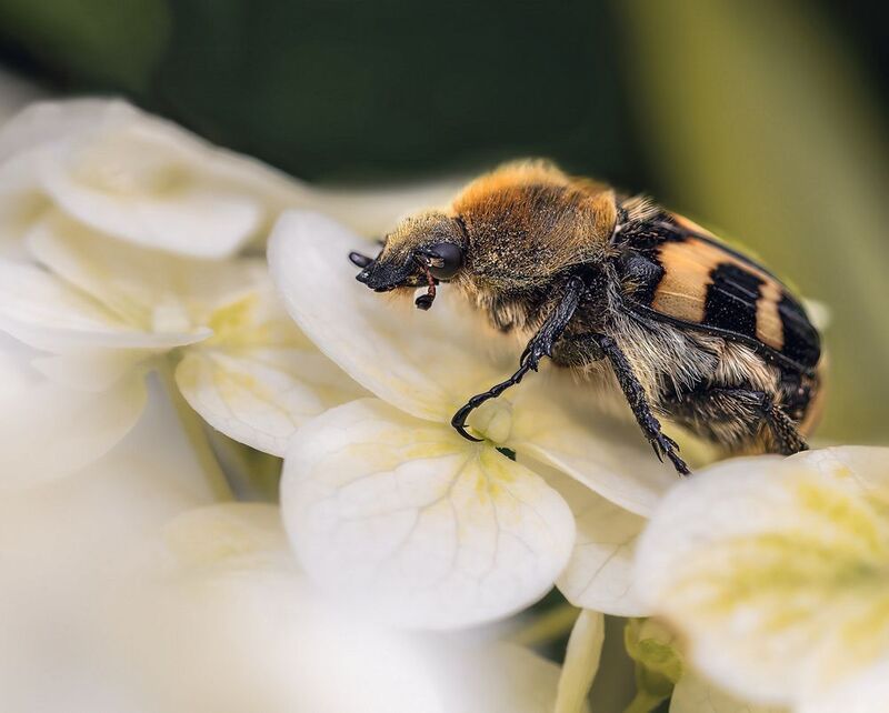 Насекомые жук лето макро Когда ты очень безобидный, природа дарит защитный наряд!  photo preview