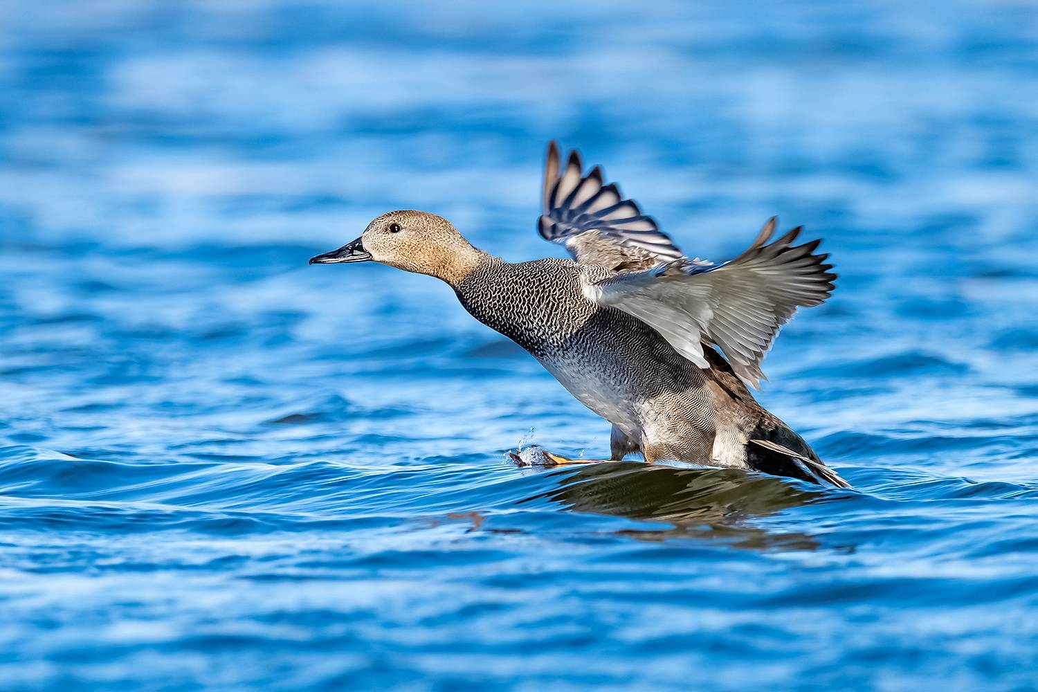 , Абросимов Александр