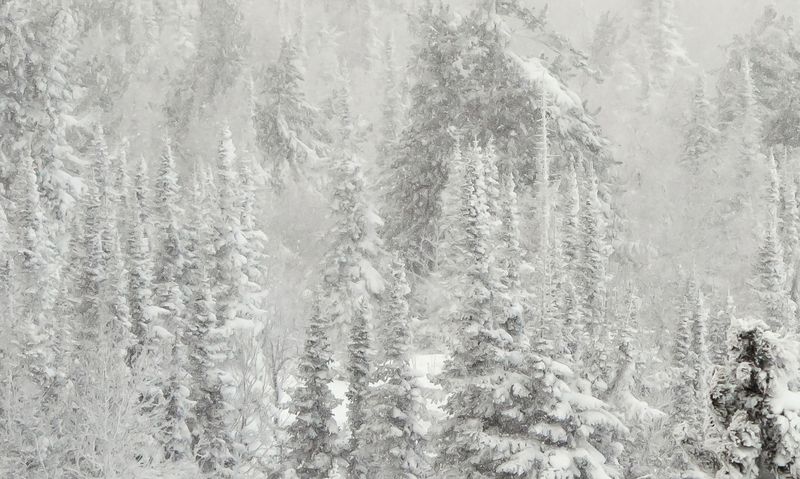 снег, иней, мороз, зима, пихты, кедры, гора зелёная, шерегеш, горная шория, сибирь Pro снежный беспределphoto preview