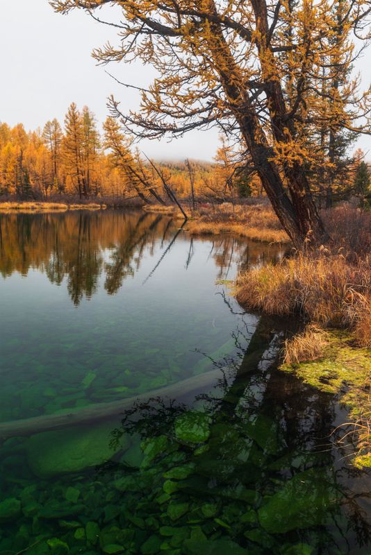 алтай, горный алтай, пейзажи алтая, улаганский район, горное озеро, озеро, золотая осень, горы, осенний алтай, горная тайга Шёпот зелёной глубиныphoto preview
