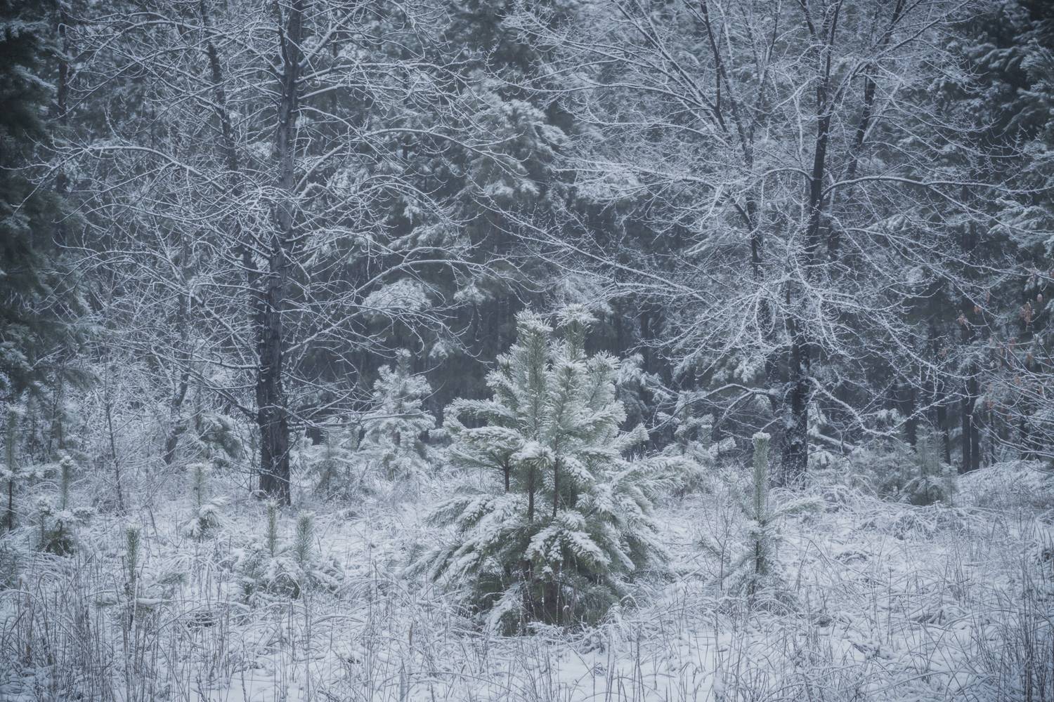 , Толстоноженко Илья