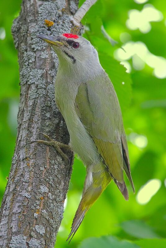 седой дятел,  picus canus, Седой дятелphoto preview