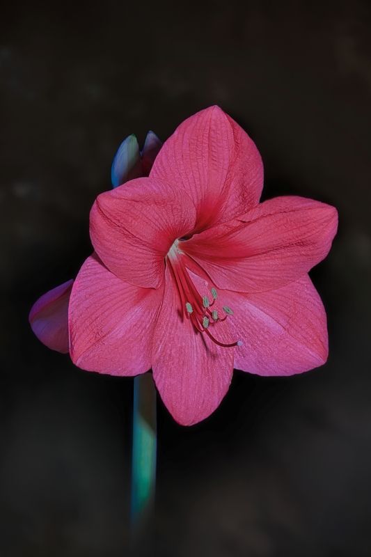 Амарилисphoto preview