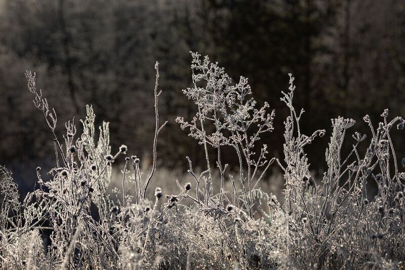 трава, иней Хрустальная трава фото превью
