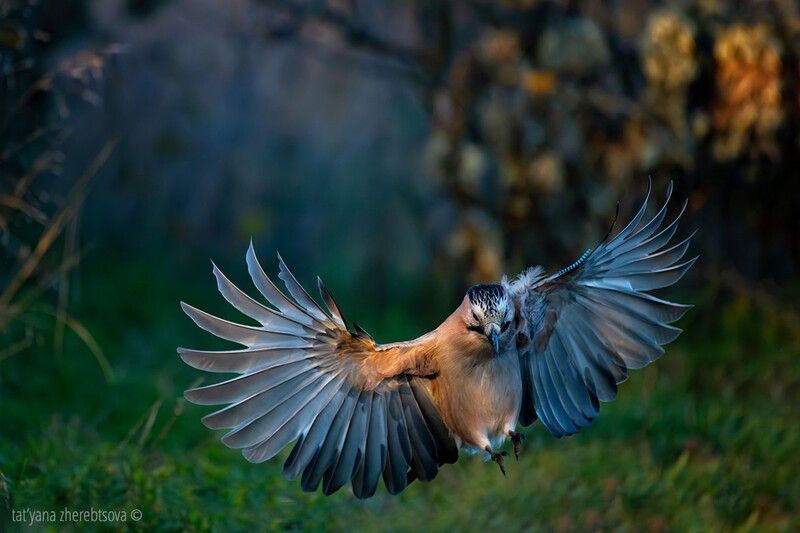 Сойкаphoto preview