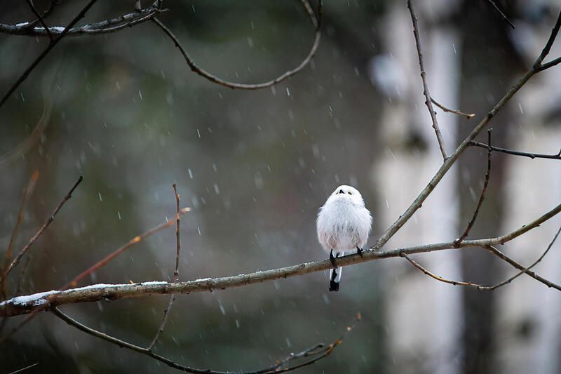 ополовник, длиннохвостая синица, синица, птица, снег ополовник в снегопад фото превью