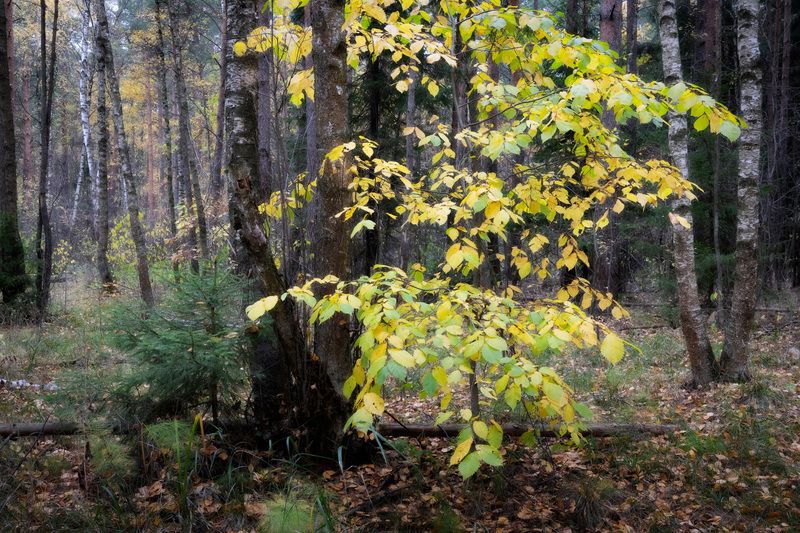 лес, деревья, листва, осень В осеннем лесуphoto preview