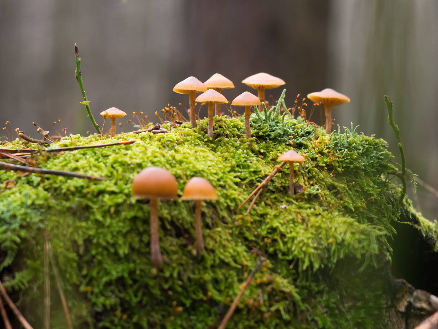 галерина сфагновая грибы, Kaiwas