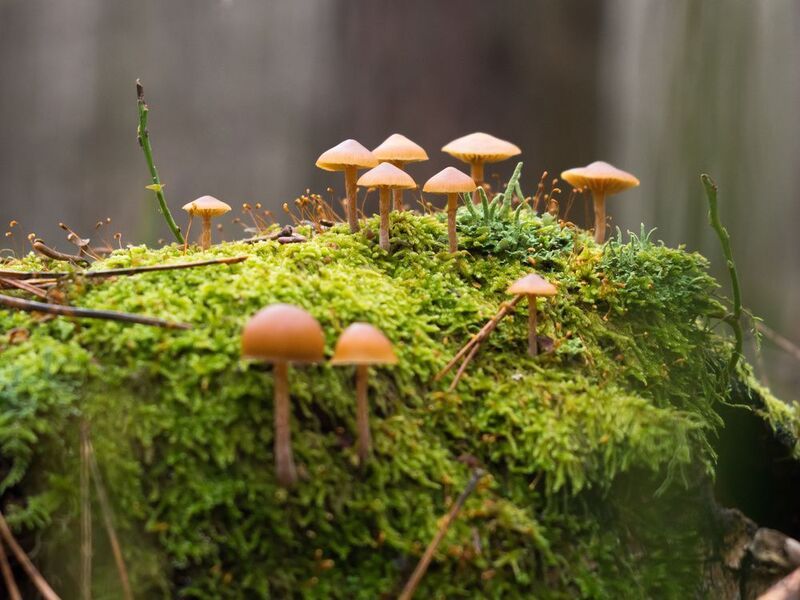 галерина сфагновая грибы Галерина сфагноваяphoto preview