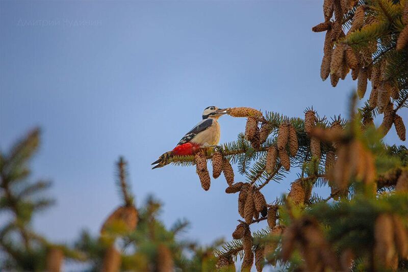 Дятел наряжает ёлку фото превью