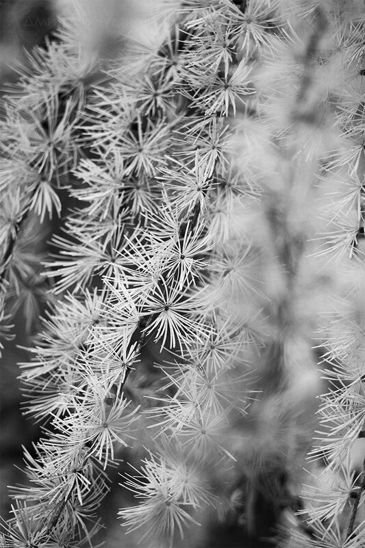 Лиственница фото превью