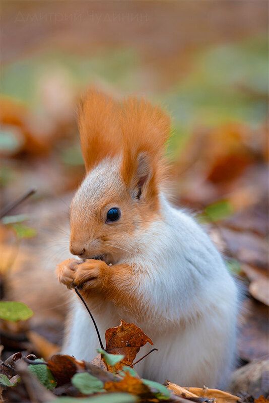 Осенняя белочка фото превью