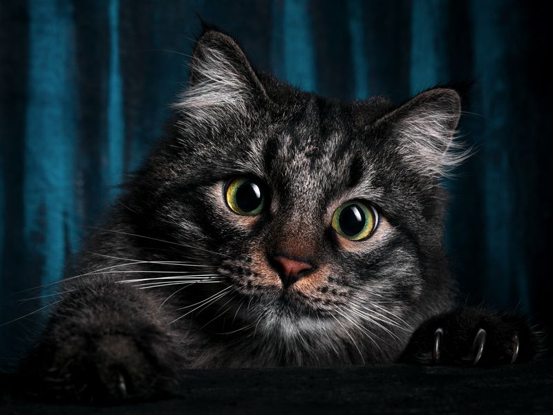 cat portrait Martinphoto preview