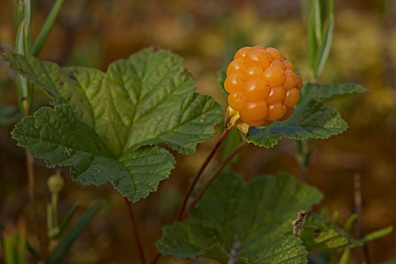 Морошкаphoto preview