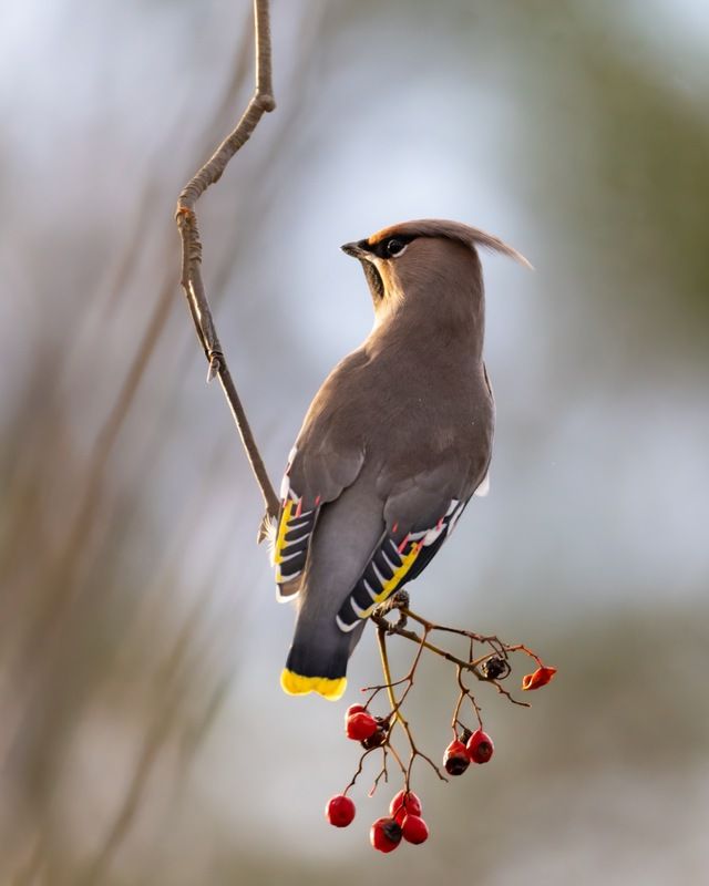 рябина, свиристель, птицы Свиристельphoto preview