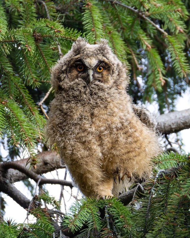 ушастая сова, совенок, совята, птицы, сова photo preview