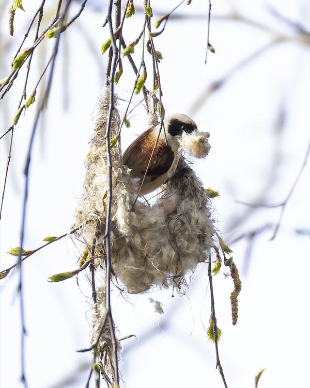 ремез, птицы Ремез-строительphoto preview