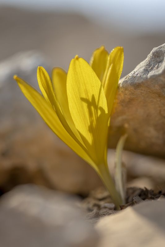 macro, flowers, plants, nature, spring, red, grass  фото превью