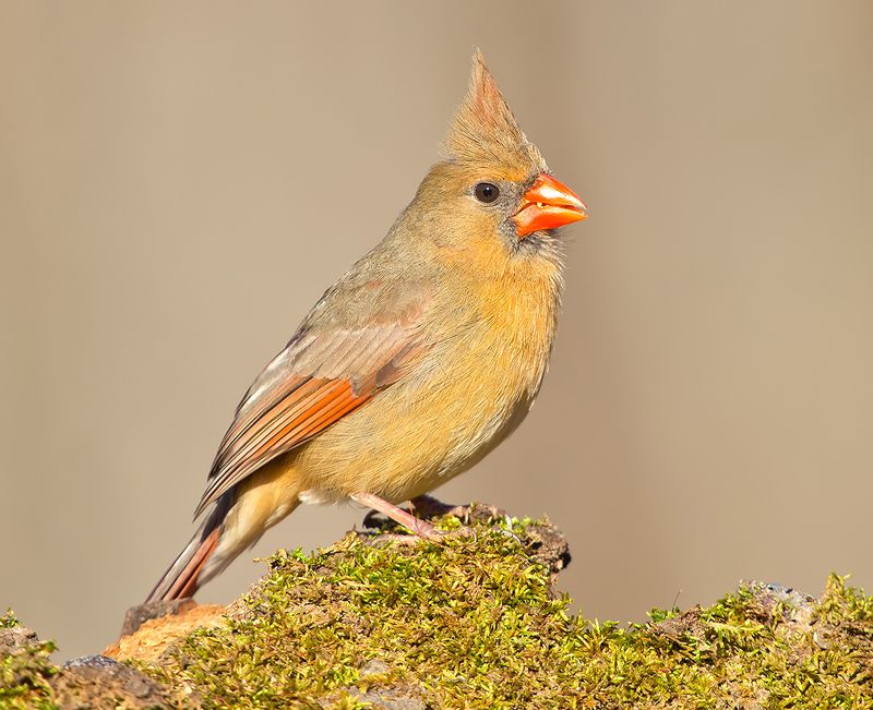 красный кардинал, northern cardinal, cardinal,кардинал, зима Female Northern Cardinal  - Cамка.Красный кардиналphoto preview